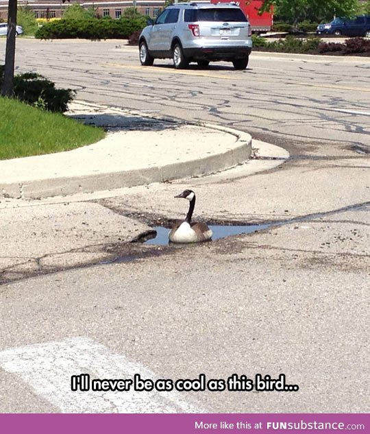 Optimistic goose