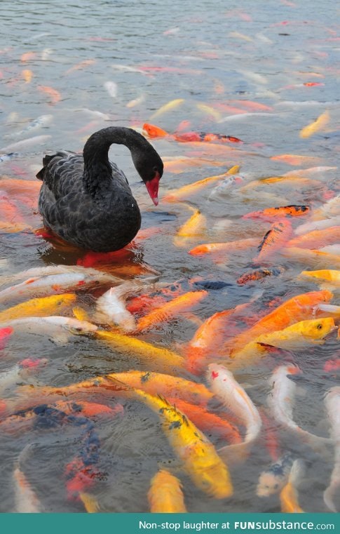 A Black Swan in a Koi Pond