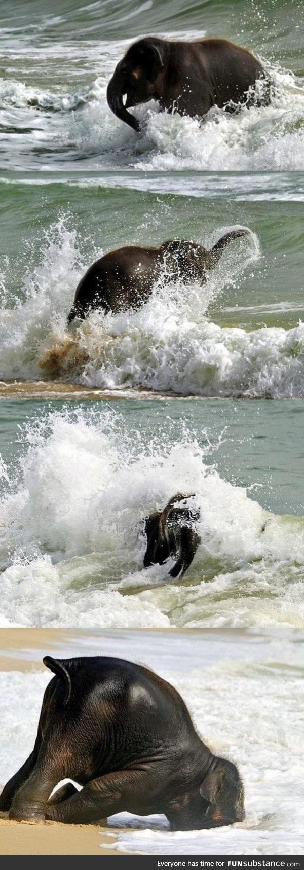 Baby elephants first time at the beach