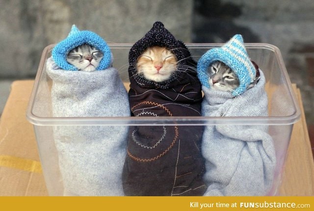Day 64 of your daily dose of cute: Kitten burritos!!!