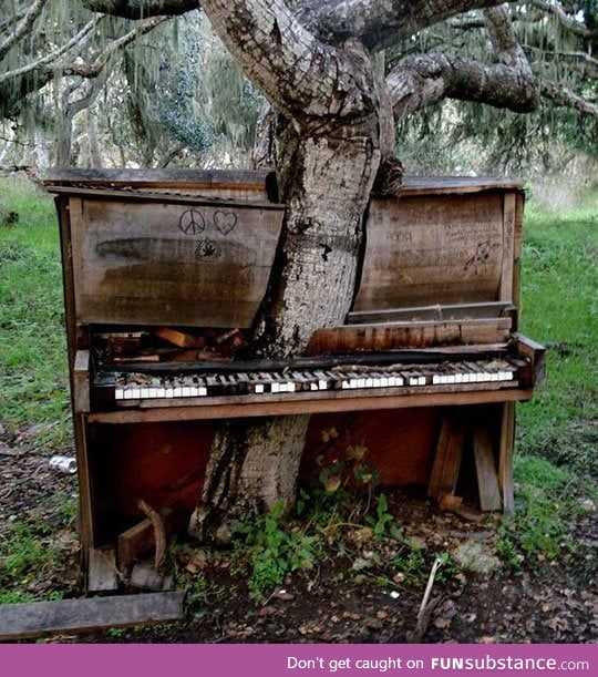 A tree growing through an abandoned piano