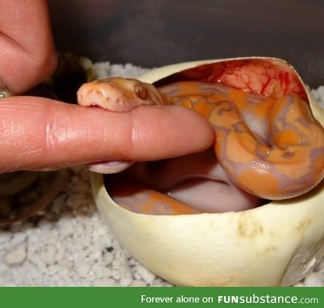 An adorable just-hatched snake