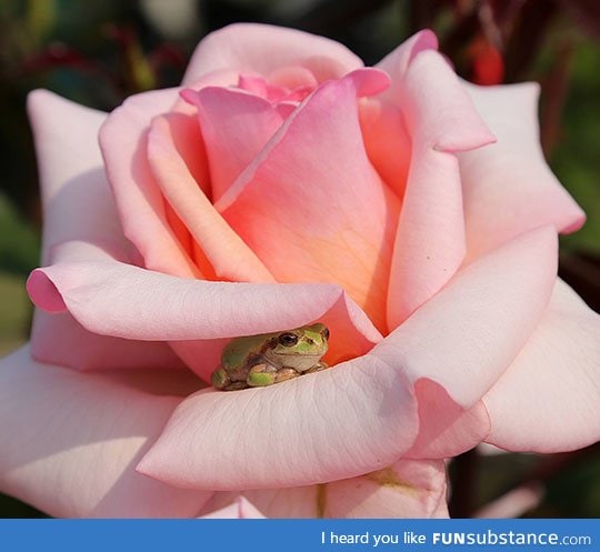 Here, have this frog on a rose.