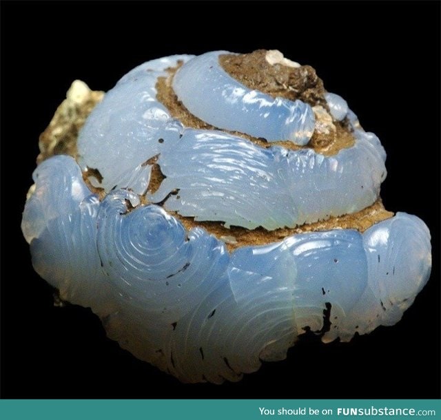 Fossilized Snail Turned to Opal