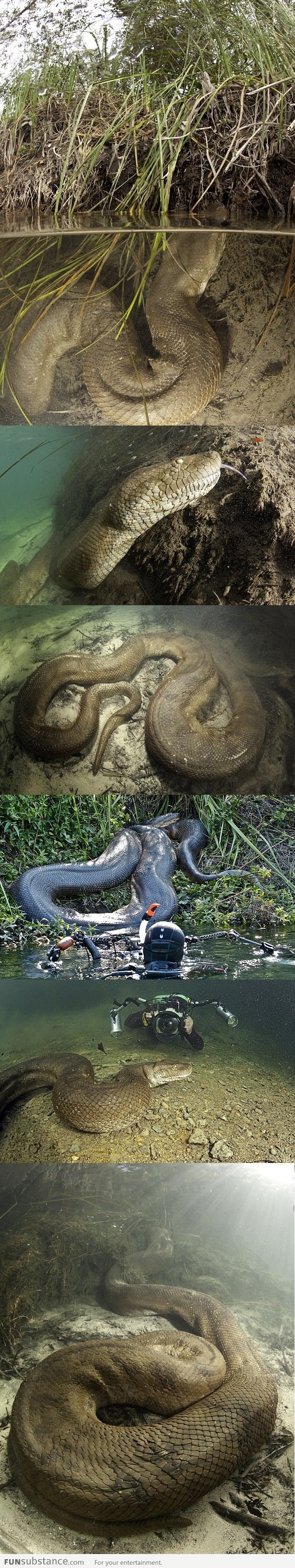 Amazing 26-Foot Anaconda