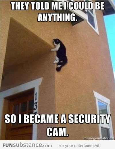 Security cam cat