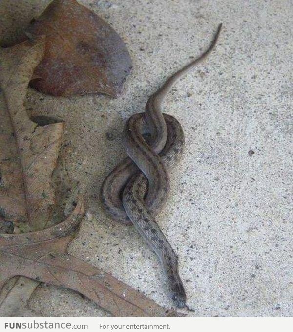 Go home snake, you are drunk