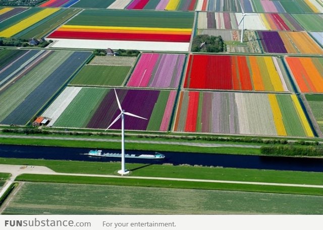 Tulip farms in the Netherlands