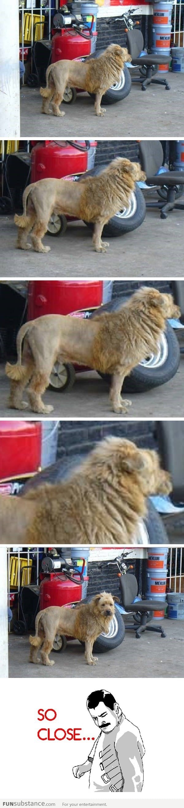 A Lion in the City?