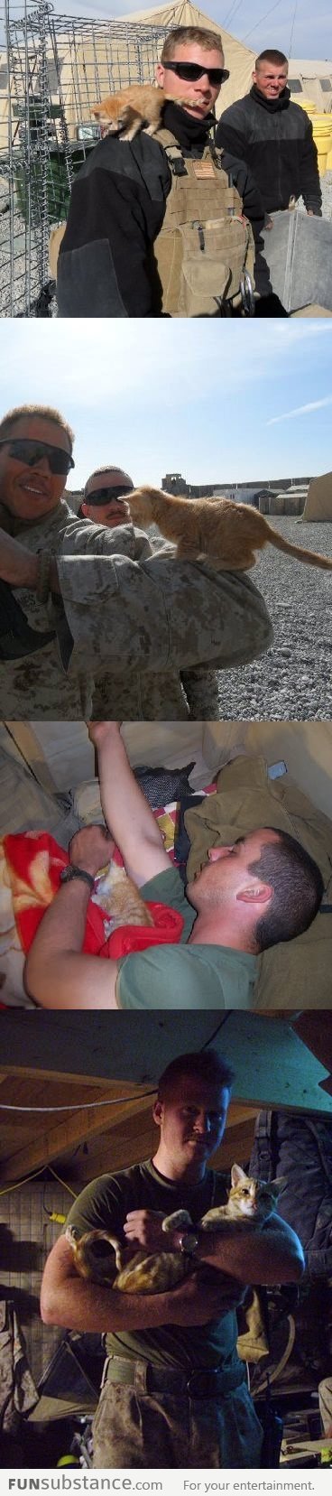 Cat going through military