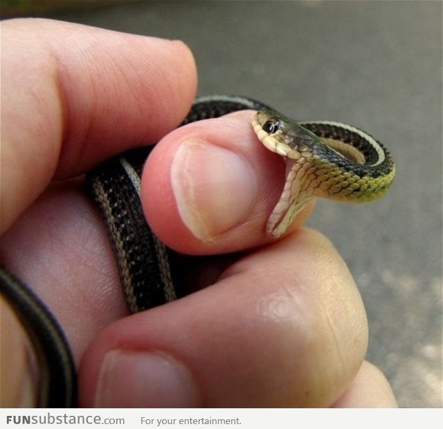 Little Snake, Big Mouth