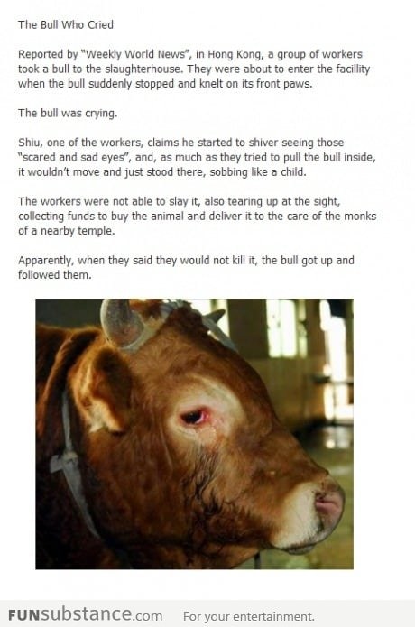 The Bull Who Cried