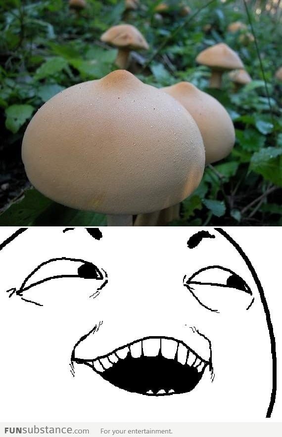 Pretty mushrooms