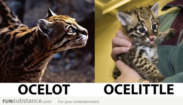 Ocelot & Ocelittle