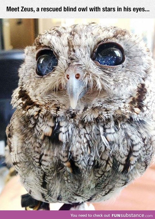 The oracle owl