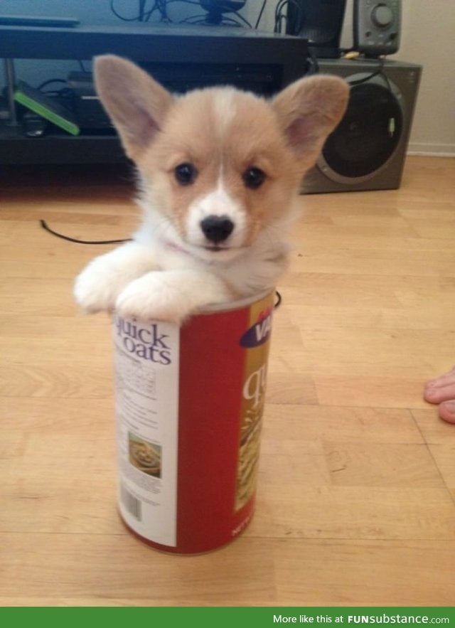 Can of Corgi