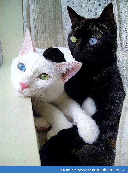 Heterochromic Cats