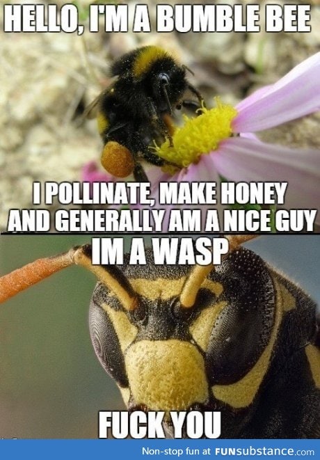 Fact: Wasps are assholes