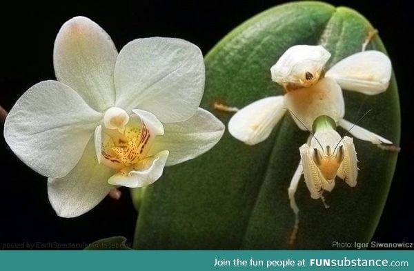 The orchid mantis