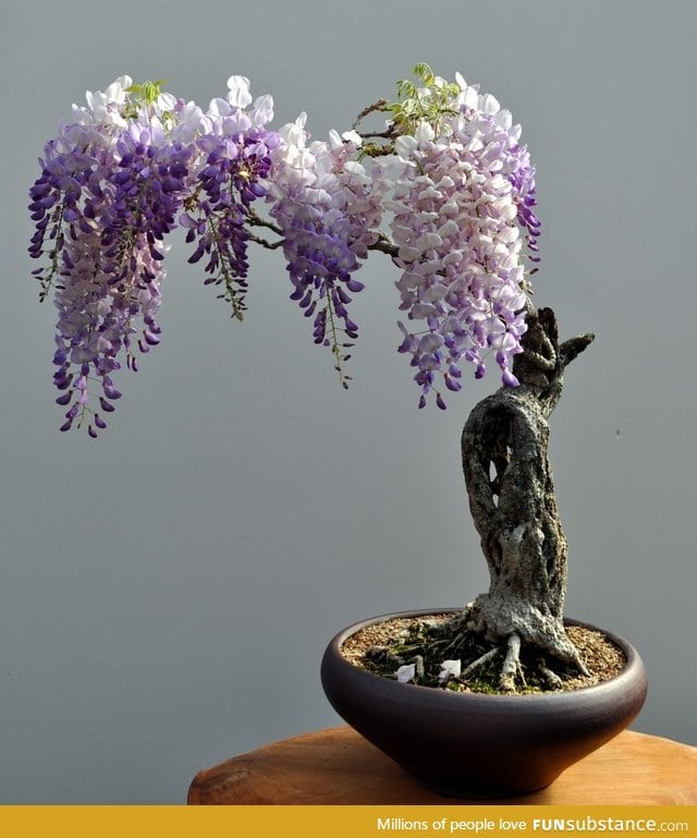 Bonsai wisteria