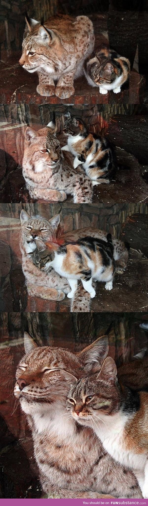Stray cat sneaks into zoo enclosure, finds another cat