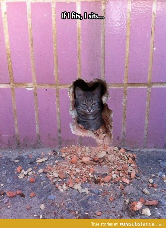The cat in the wall