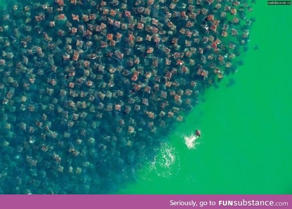 Thousands of stingrays migrating to new seas