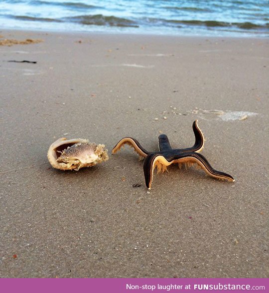 A live starfish on the beach