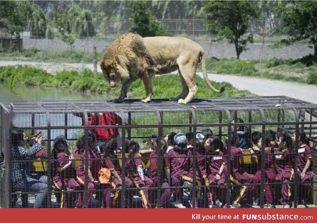 Rancagua, Chile. This is how you get to see the lions