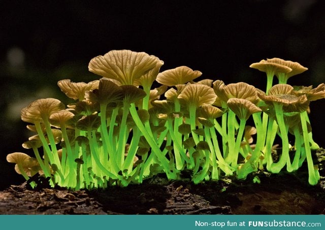 Bioluminescent mushrooms
