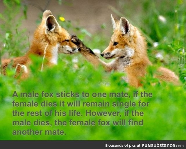 Male fox vs. Female fox
