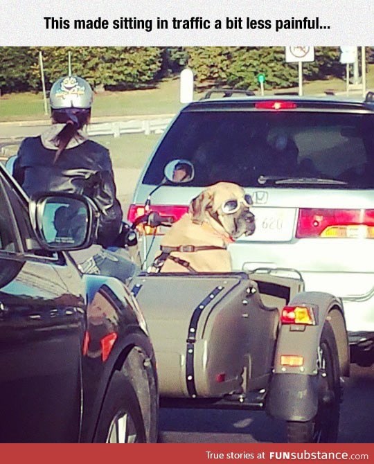 That's One Ruff Rider