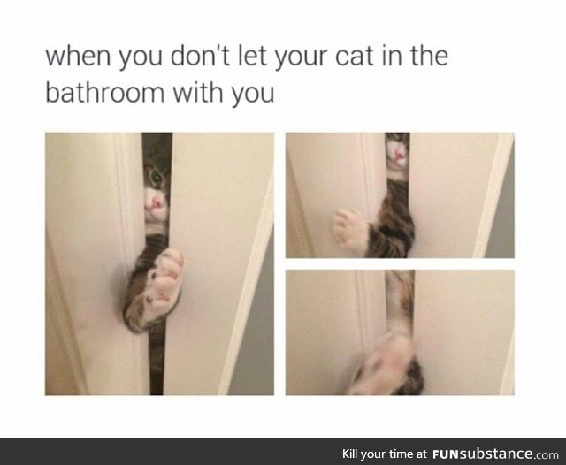As a cat owner, this.