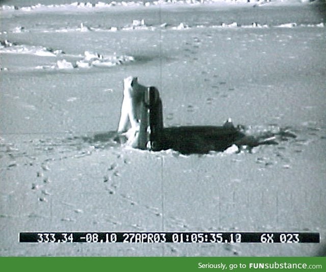 This is a pic of a polar bear attacking a US submarine, just after the sub had broken ice