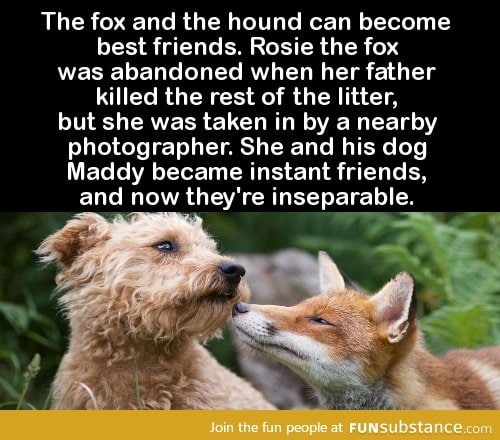 The fox and the hound can become best friend