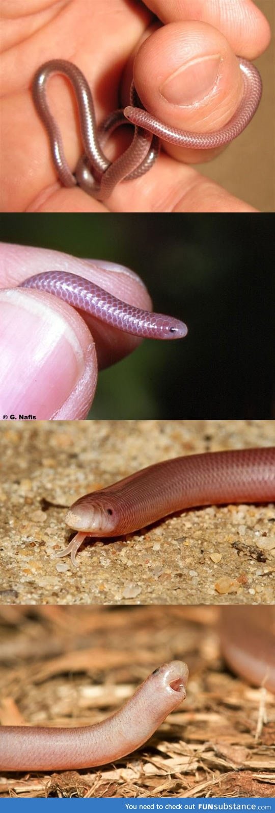 The western blind snake looks so happy