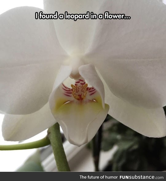 Orchids have the coolest shapes