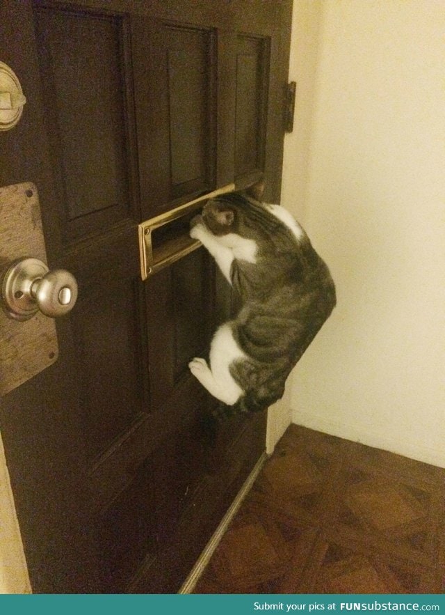 Cat waits for boyfriend to come home