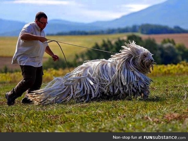 This is a Komondor, a traditional Hungarian guard dog