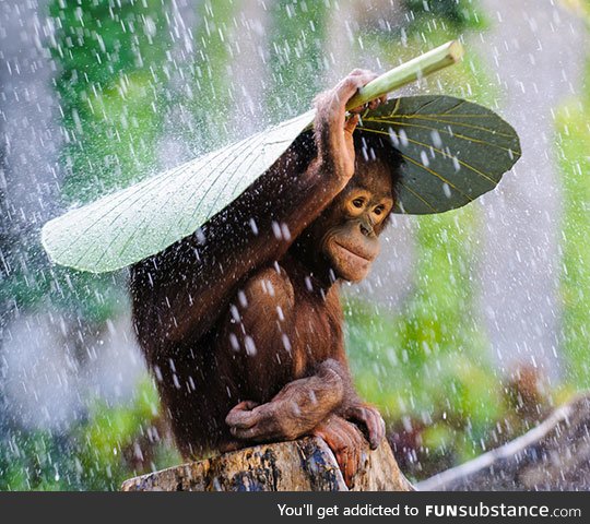 Orangutan covering himself from the rain