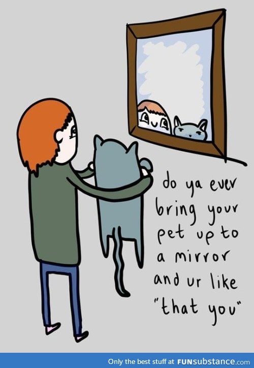 Pets and mirrors