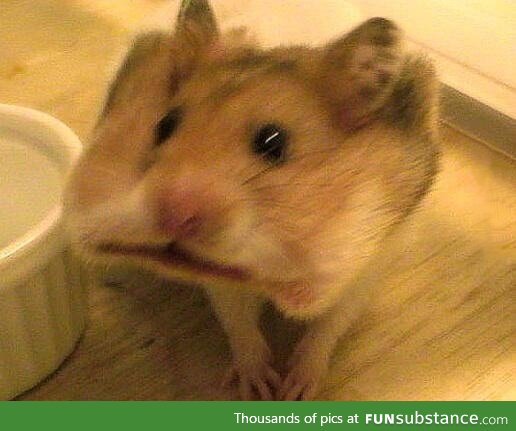 Hamster ate entire piece of cracker in one go