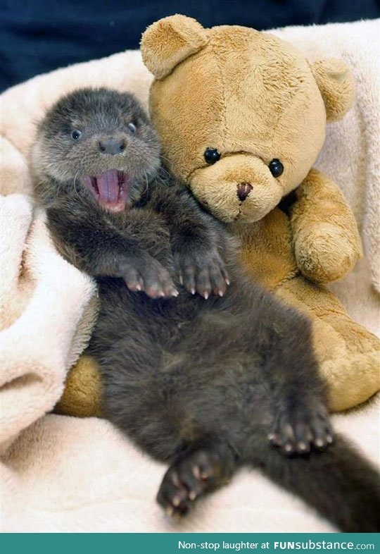 This otter is so excited to have a new friend
