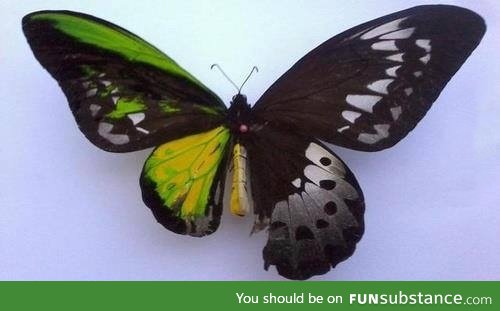 This is a butterfly with bilateral gynandromorphism making it both male