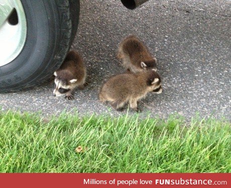 Baby racoons