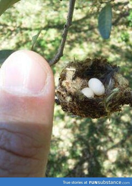 Nest of a hummingbrid