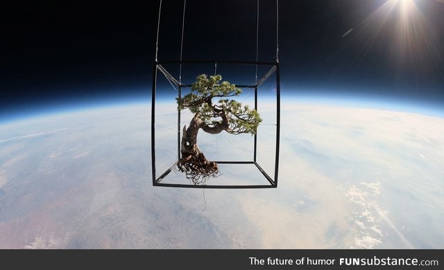 Bonsai tree in space