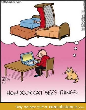 How your cat sees things