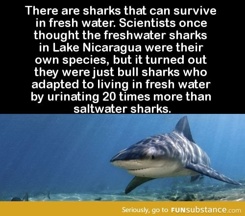 There are sharks that can survive in fresh water