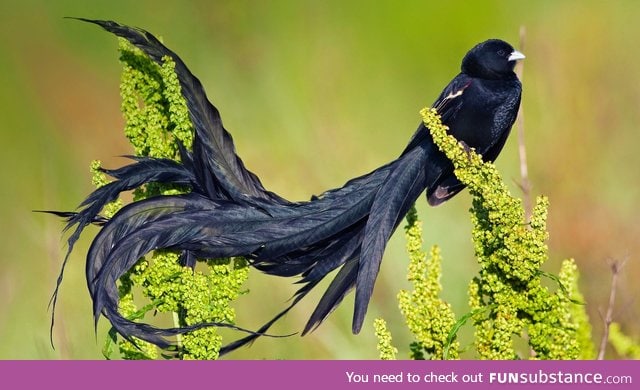 Long-tailed widowbird